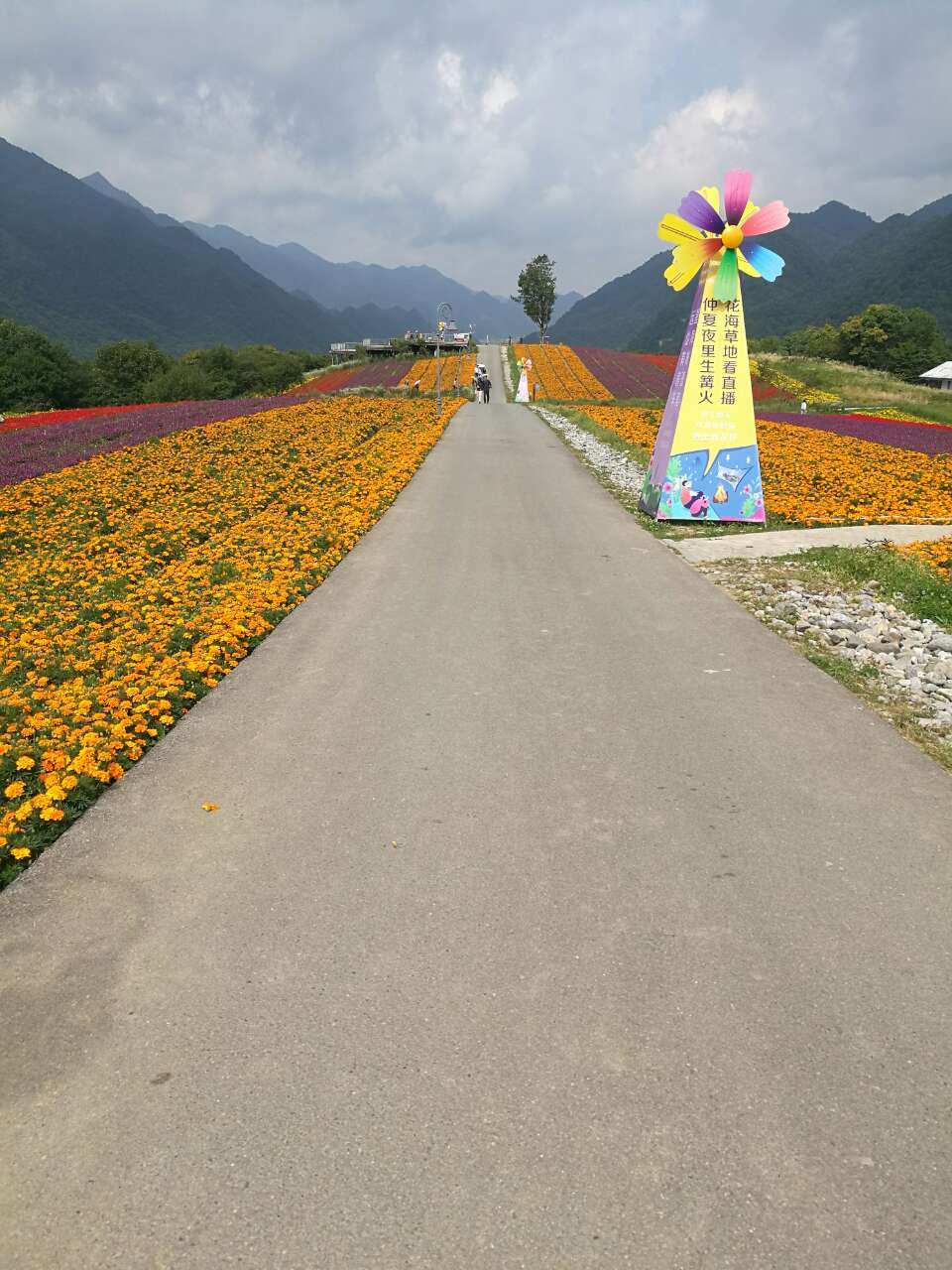 巫溪红池坝风景区不好玩.又远.除了云中花海好一点.